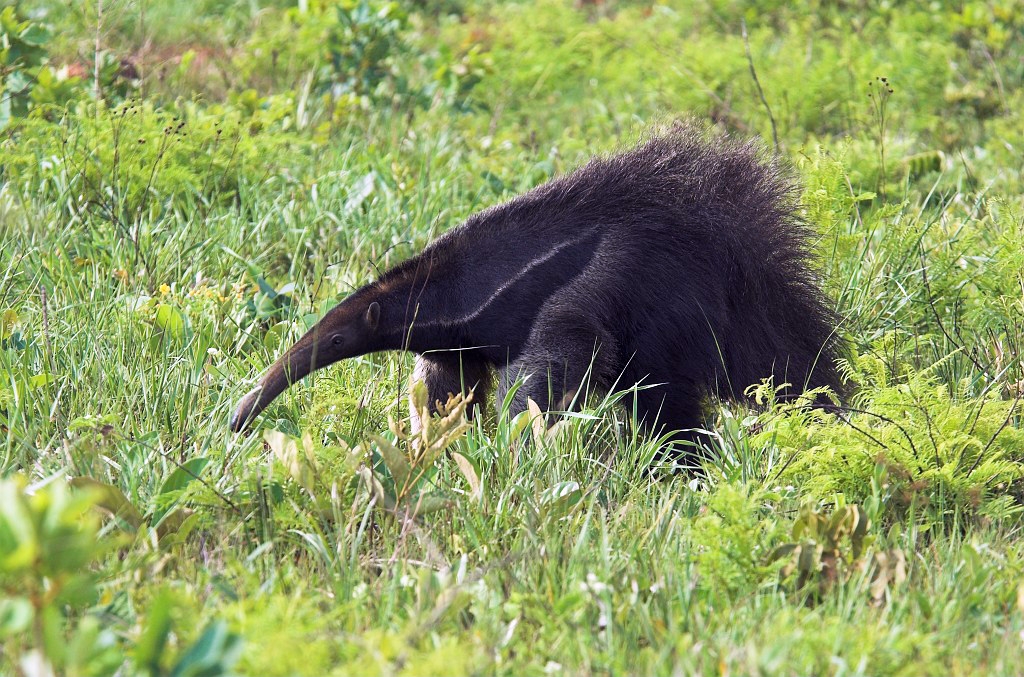 Great Anteater05-01.jpg - Giant Anteater (Myrmecophaga tridactyla), Emas N.P. Brazil 2005